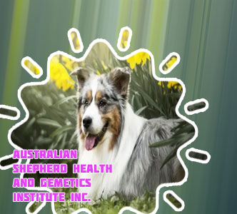 Australian shepherd crypto